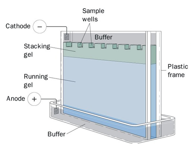 QuickGel™ PAGE 10% Gel Preparation Kit