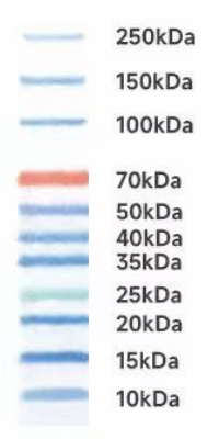 Prestained Protein Ladder (10 to 250 kDa)