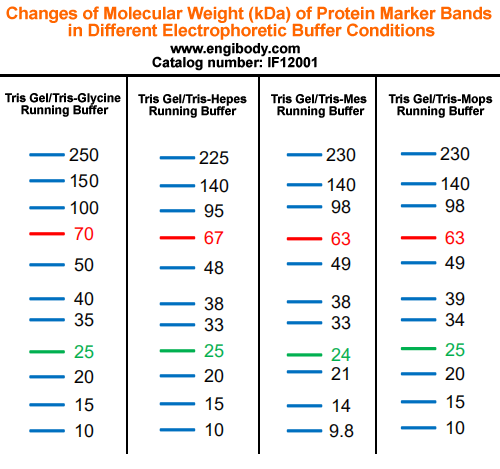 Prestained Protein Ladder (10 to 250 kDa)