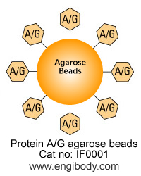 Protein A/G Agarose Beads for IP/CoIP/ChIP