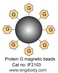 Protein G Magnetic Beads for IP/CoIP/ChIP