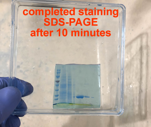 One-Step Protein Gel (PAGE) Blue Stain