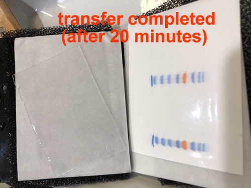 QuickTrans™ Rapid Transfer Buffer (20X)