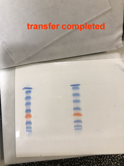 QuickTrans Rapid Transfer Buffer (20X)