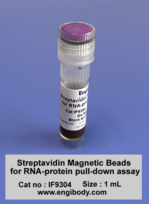 Streptavidin Magnetic Beads for RNA-protein pull-down assay