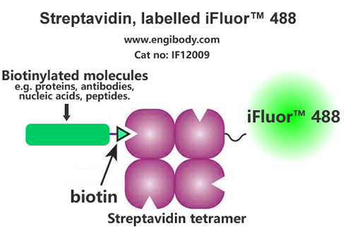 Streptavidin, labelled iFluor™ 488