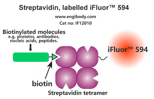 Streptavidin, labelled iFluor™ 594