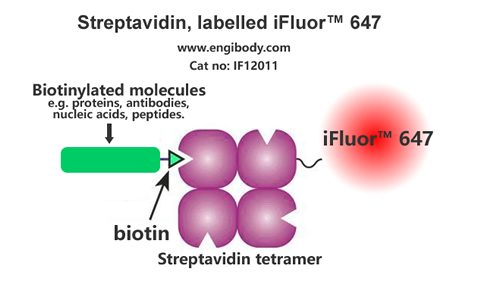 Streptavidin, labelled iFluor™ 647